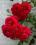 DSCN1105.jpg