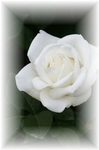 rose.jpg